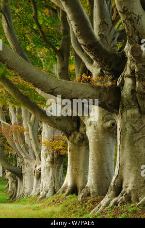 Hêtre européen (Fagus sylvatica) avenue en automne, Dorset, UK Octobre Banque D'Images