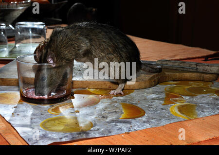 Rat surmulot (Rattus norvegicus) boire des verres sur une table, en France, en captivité Mars Banque D'Images