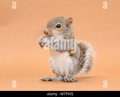 Jeune Écureuil gris (Sciurus carolinensis) domestiquée, mangeant une noisette. Banque D'Images