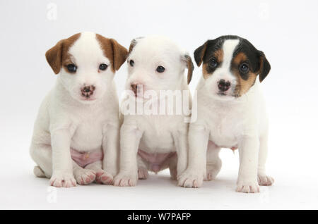Trois chiots Jack Russell Terrier, 4 semaines. Banque D'Images