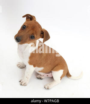 Jack Russell Terrier x Chihuahua chiot, Nipper, assis et regardant vers le haut. Banque D'Images