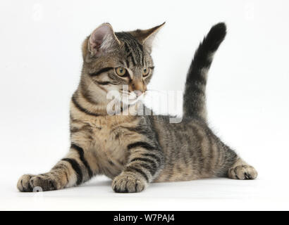 Chaton Mâle Tabby, Fosset, âgé de 4 mois, allongé avec sa tête vers le haut. Banque D'Images