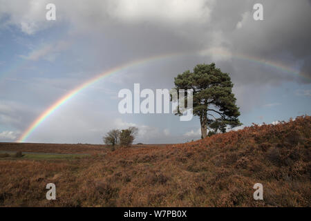 Arc-en-ciel sur le pin sylvestre (Pinus sylvestris) et libre de Bracken (Pteridium aquilinum) sur la lande à Steephill bas, parc national New Forest, Hampshire, Angleterre, Royaume-Uni, avec roulement pluie les cumulus et des parcelles de ciel bleu au-dessus de Octobre Banque D'Images