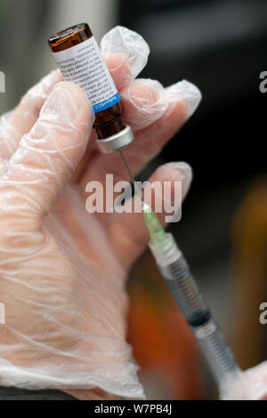 Blaireau (Meles meles) Vaccin contre la tuberculose bovine prises dans la seringue pour le champ de la vaccination. Le vaccin est préparé en deux parties avant l'administration. / Frontière Shropshire, Angleterre, septembre 2012. Banque D'Images