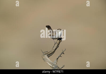 Troglodyte de Bewick (Thryomanes bewickii) perché sur une brindille dans Kern County, California, United States Banque D'Images