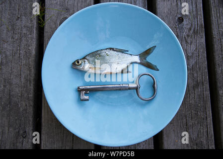 Petit poisson argenté sur une plaque bleue avec des meubles en bois et un fond gris. Manger plus de poissons cyprinidés et Barb est considéré comme l'un des possible Banque D'Images