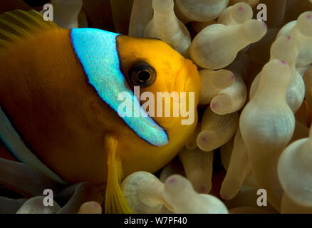 Mer Rouge poissons clowns (Amphiprion bicinctus), endémique de la Mer Rouge. Banque D'Images