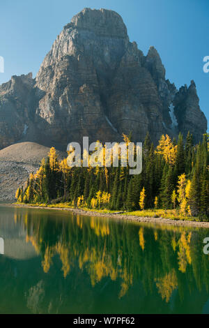 Le mélèze de l'Ouest (Larix occidentalis) ci-dessous, qui se reflète dans le Pic Sunburst Sunburst Lake. Mt. Rivière Assiniboine Provincial Park, British Columbia, Canada, septembre 2012. Banque D'Images