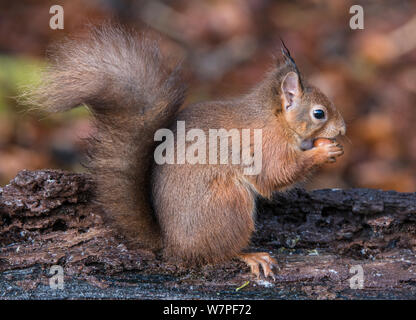 L'Écureuil roux (Sciurus vulgaris) se nourrissant de profil. Lee brûler, Longframlington, Northumberland, Angleterre, novembre. Banque D'Images