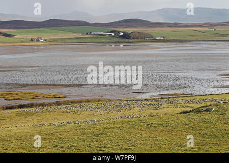 La Bernache nonnette (Branta leucopsis) dans la zone d'alimentation montre également des oies sur le Loch Gruinart à marée basse Islay Scotland, UK, octobre Banque D'Images