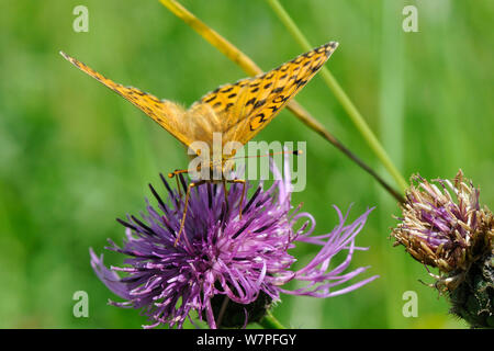 Vue sur la tête d'un vert foncé fritillary (Argynnis aglaja papillon) se nourrissant sur une plus grande fleur de centaurée (Centaurea scabiosa) avec longue trompe, chalk grassland pré, Wiltshire, Royaume-Uni, Juillet Banque D'Images