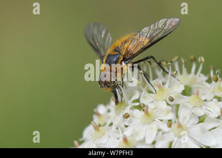 Downland villa bee fly (Villa cingulata) un livre rouge des espèces se nourrissant de la berce commune (Heracleum sphondylium) fleurs dans une prairie de craie pré, Wiltshire, Royaume-Uni, juin. Banque D'Images