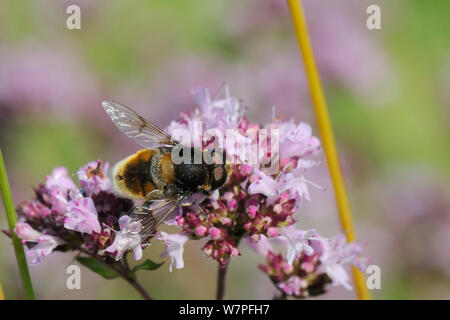 Hoverfly (Eristalis) intricarius l'alimentation sur la floraison mâle (Origanum vulgare marjolaine sauvage) à Chalk grassland pré, Wiltshire, Royaume-Uni, Juillet Banque D'Images