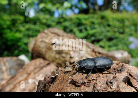 Grand angle de visualisation d'un moindre mâle (Dorcus parallelipipedus Stag Beetle) debout sur une pile de journaux, jardin Hertfordshire, Royaume-Uni, août. Banque D'Images