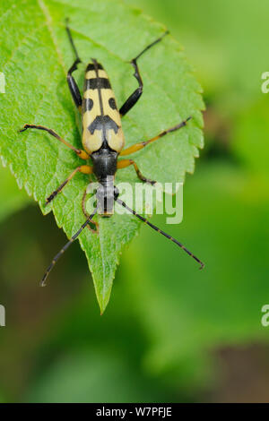 Le longicorne asiatique (Rutpela maculata / Strangalia maculata) reposant sur une feuille dans un défrichement des terres forestières, Wiltshire, Royaume-Uni, juin. Banque D'Images