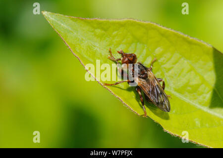 À tête épaisse fly / Wasp fly / Conopid fly (Myopa sp.) un parasite des abeilles, sunbasking sur une feuille, Wiltshire, Royaume-Uni, le jardin d'avril. Banque D'Images