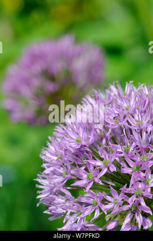 L'ail d'ornement fleurs (Allium sp. close up, Hertfordshire, Royaume-Uni, le jardin de mai. Banque D'Images