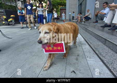 Les huit ans de golden retriever nommée Huniu avec une bénédiction board près de son cou est pictutred en dehors de l'examen de l'emplacement de son petit maître pendant Banque D'Images