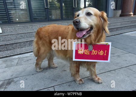 Les huit ans de golden retriever nommée Huniu avec une bénédiction board près de son cou est pictutred en dehors de l'examen de l'emplacement de son petit maître pendant Banque D'Images