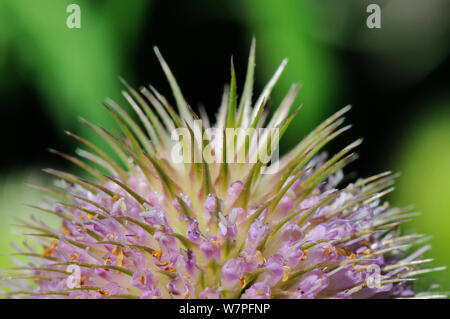 (Cardère commune Dipsacus fullonum) close up of flowerhead, Wiltshire, Royaume-Uni, août. Banque D'Images