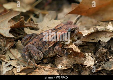 Crapaud commun (Bufo bufo) parmi les feuilles mortes, au nord de Monte St Angelo, Gargano, Italie, Avril Banque D'Images