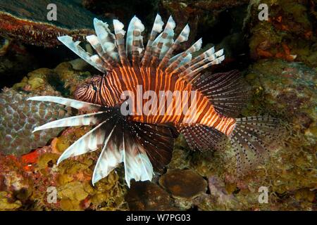 Poisson-papillon rouge (Pterois volitans) qu'une espèce envahissante dans l'Atlantique Ouest, Bonaire, Antilles françaises, Caraïbes Banque D'Images