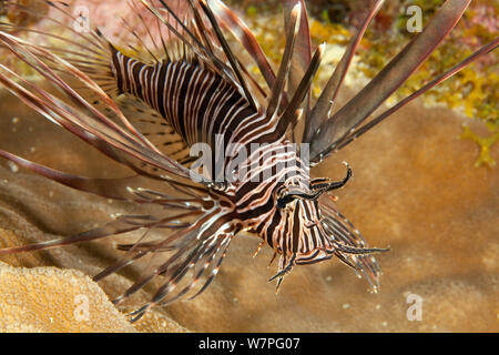 Poisson-papillon rouge (Pterois volitans) mineur, une espèce envahissante dans l'Atlantique Ouest, Bonaire, Antilles françaises, Caraïbes Banque D'Images