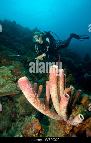 Moniteur de plongée poisson lion Pterois volitans (chasse), une espèce envahissante qui a été publié dans l'Atlantique, Bonaire, Antilles néerlandaises, Amérique, février 2012, parution du modèle Banque D'Images