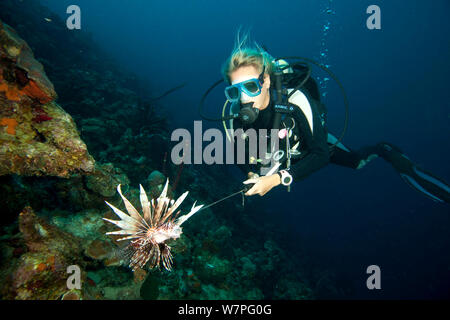 Instructeur de plongée poisson lion Pterois volitans (harpon), une espèce envahissante qui a été publié dans l'Atlantique, Bonaire, Antilles néerlandaises, Amérique, février 2012, parution du modèle Banque D'Images