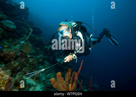 Moniteur de plongée poisson lion Pterois volitans (chasse), une espèce envahissante qui a été publié dans l'Atlantique, Bonaire, Antilles néerlandaises, Amérique, février 2012, parution du modèle Banque D'Images