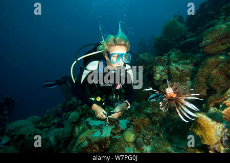 Moniteur de plongée poisson lion Pterois volitans (chasse), une espèce envahissante qui a été publié dans l'Atlantique, Bonaire, Antilles néerlandaises, Amérique, février 2012, parution du modèle Banque D'Images