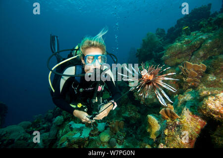 Moniteur de plongée poisson lion Pterois volitans (chasse), une espèce envahissante qui a été publié dans l'Atlantique, Bonaire, Antilles néerlandaises, Amérique, février 2012, parution du modèle Banque D'Images