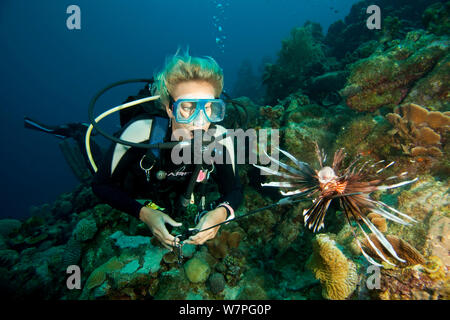 Moniteur de plongée poisson lion Pterois volitans (chasse), une espèce envahissante qui a été publié dans l'Atlantique, Bonaire, Antilles néerlandaises, Amérique, février 2012, parution du modèle Banque D'Images