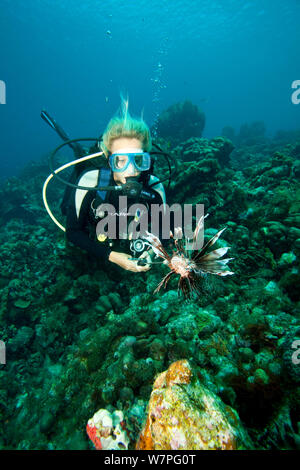 Moniteur de plongée poisson lion Pterois volitans (chasse), une espèce envahissante qui a été publié dans l'Atlantique , Bonaire, Antilles néerlandaises, Amérique, février 2012, parution du modèle Banque D'Images