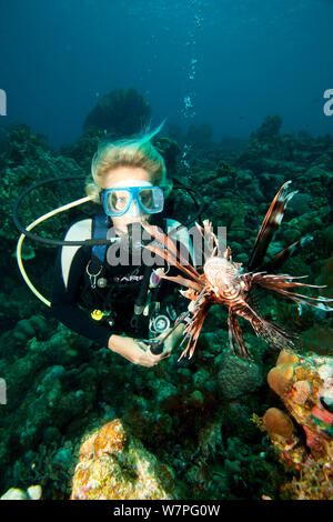 Moniteur de plongée poisson lion Pterois volitans (chasse), une espèce envahissante qui a été publié dans l'Atlantique, Bonaire, Antilles néerlandaises, Amérique, février 2012, parution du modèle Banque D'Images