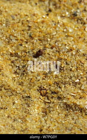 Sand Viper (Cerastes vipera) eye visible sous le sable. Erg Chigaga, Maroc Banque D'Images