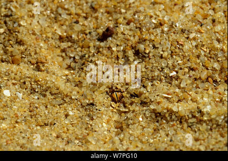 Sand Viper (Cerastes vipera) eye visible sous le sable. Erg Chigaga, Maroc Banque D'Images