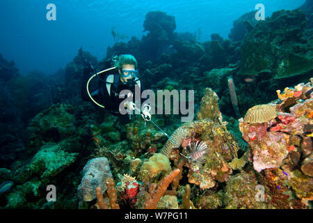 Moniteur de plongée poisson lion Pterois volitans (chasse), une espèce envahissante qui a été publié dans l'Atlantique, Bonaire, Antilles néerlandaises, Amérique, février 2012, parution du modèle Banque D'Images