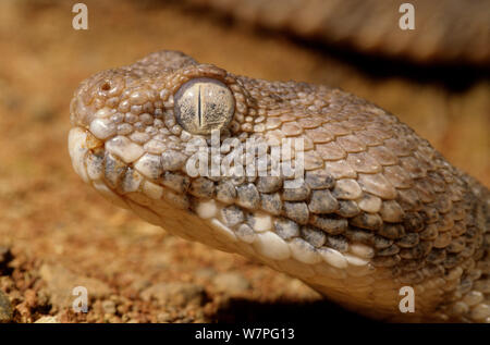 Sand Viper (Cerastes vipera) tête portrait, Erg Chigaga, Maroc Banque D'Images