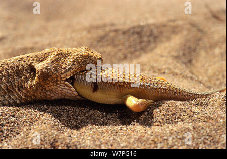 Sand Viper (Cerastes vipera) manger (Scincus albifasciatus holothuries) Erg Chigaga, Maroc conditions contrôlées Banque D'Images