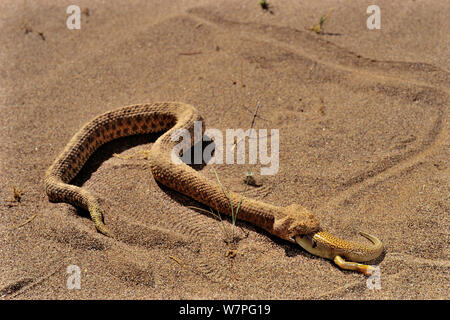 Sand Viper (Cerastes vipera) se nourrissant de l'holothurie (Scincus albifasciatus) Erg Chigaga, Maroc conditions contrôlées Banque D'Images