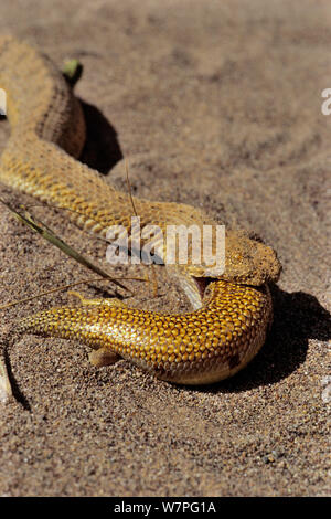 Sand Viper (Cerastes vipera) se nourrissant de l'holothurie (Scincus albifasciatus) Erg Chigaga, Maroc. Conditions contrôlées Banque D'Images