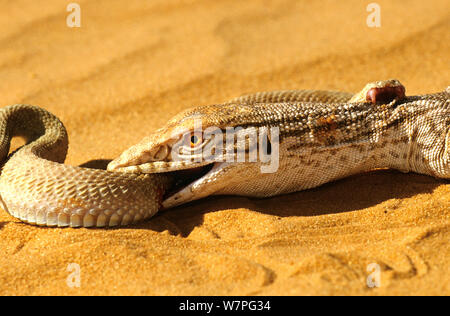 Moniteur du désert (Varanus griseus) essayer d'ingérer un Sand Viper (Cerastes vipera) une espèce venimeuse qui est de mordre le moniteur du désert, près de Chinguetti, Mauritanie conditions contrôlées Banque D'Images