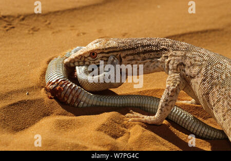 Moniteur du désert (Varanus griseus) d'essayer de manger Sand Viper (Cerastes vipera) une espèce venimeuse qui est de mordre le moniteur du désert, près de Chinguetti, Mauritanie conditions contrôlées Banque D'Images