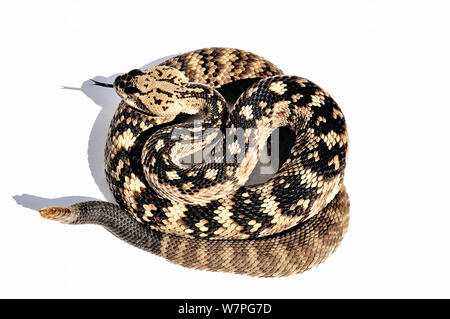 Black-tailed Crotale de l'Ouest (Crotalus molossus) des Etats-Unis et le Mexique en captivité Banque D'Images