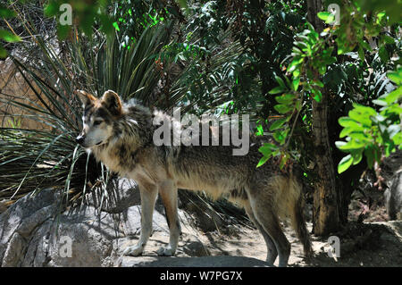 Mexican wolf (Canis lupus baileyi) captive, espèces en danger critique d'extinction. Banque D'Images