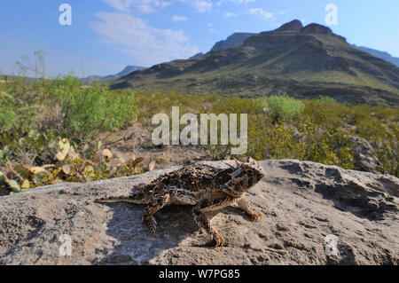 Texas (Phrynosoma cornutum) en position défensive, près de Alamogordo. Nouveau-mexique Banque D'Images