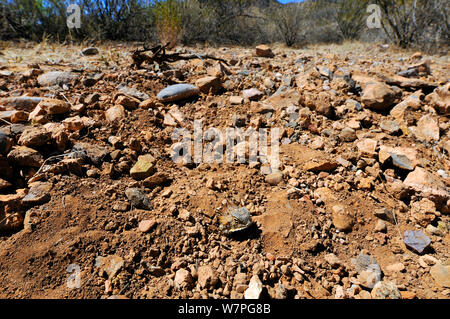 Regal (Phrynosoma solare) près de Tucson, Arizona, Avril Banque D'Images