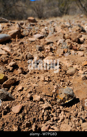 Regal (Phrynosoma solare) cachés sous la terre, près de Tucson, Arizona, USA, Avril Banque D'Images