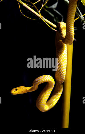 White-labiés Viper island (Trimeresurus insularis) de l'Indonésie en captivité Banque D'Images